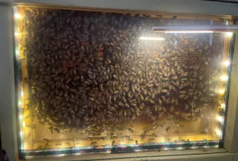 Abeilles à l'école