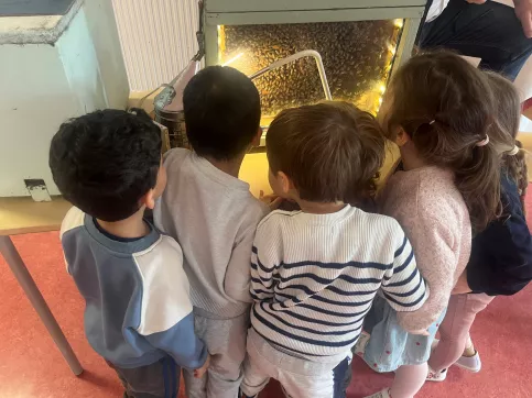 Les abeilles au travail