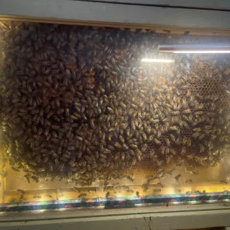 Abeilles à l'école